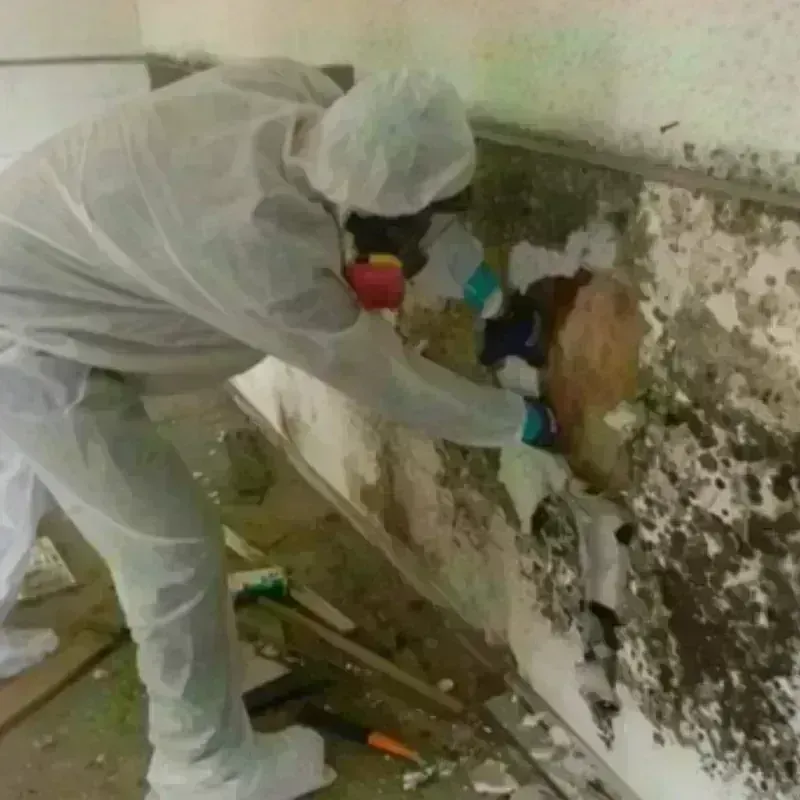 Mold Remediation and Removal in Brown County, IN